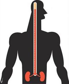 hypertension illustration